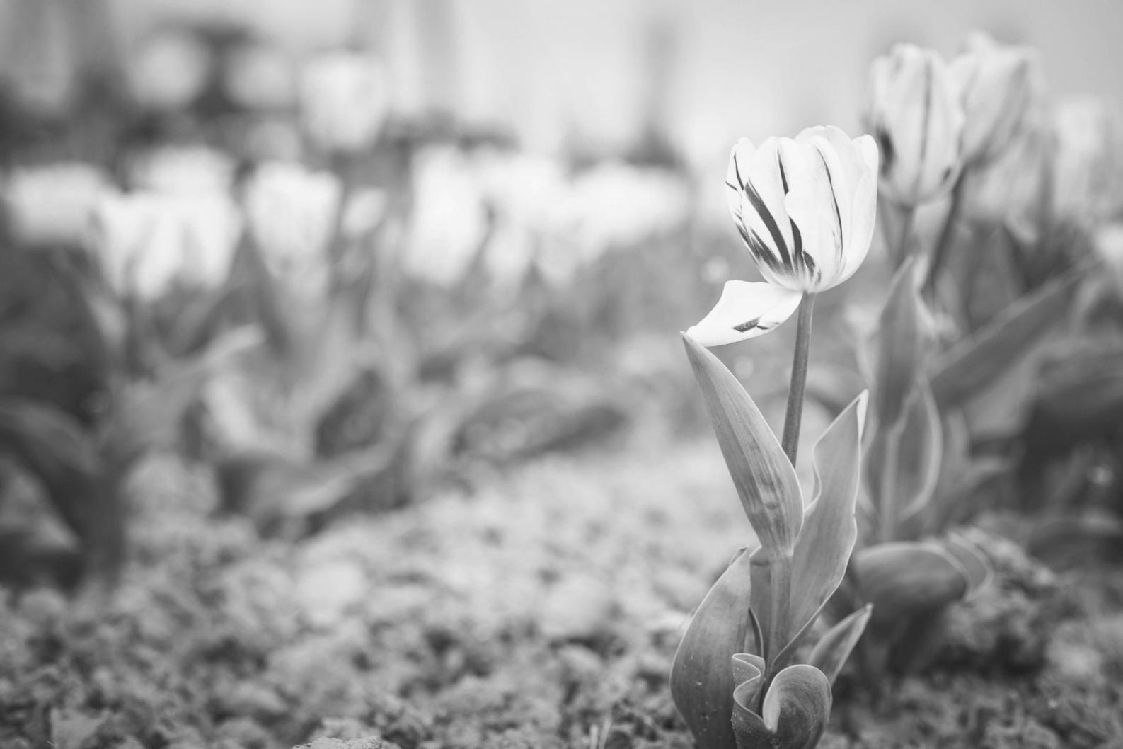 Detailed floral arrangement planning session showing color samples and venue sketches